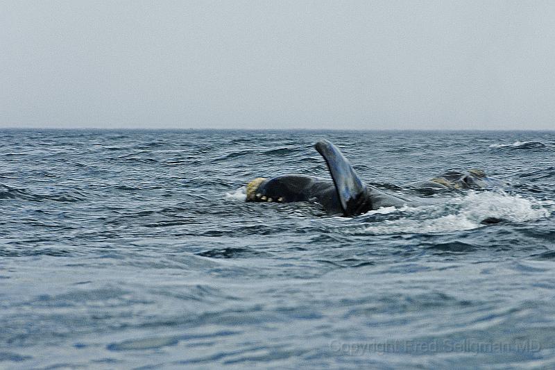 20071209 150808 D2X 4000x2667.jpg - Right Whale at Puerto Piramides, Argentina.  They have no dorsal fin